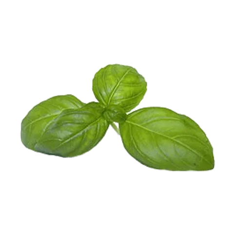 Albahaca