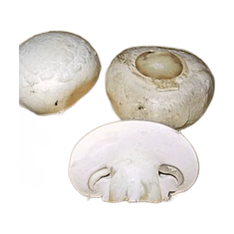Champiñón