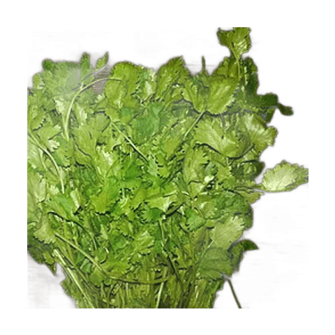Cilantro