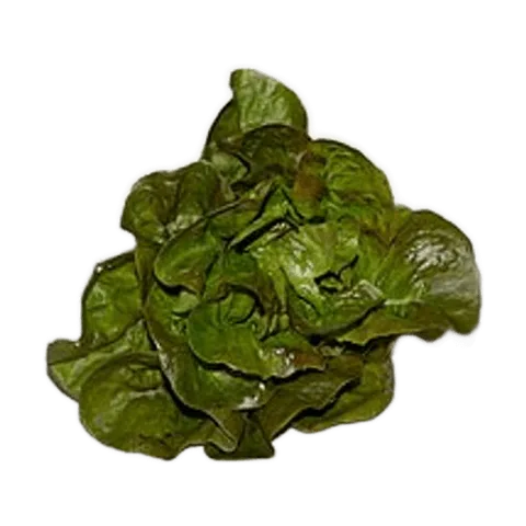 Lechuga manteca