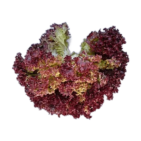 Lechuga morada