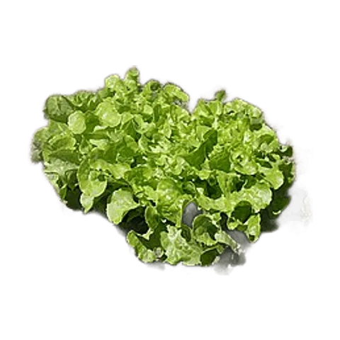 Lechuga roble