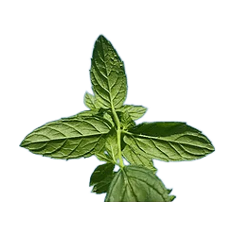 Menta