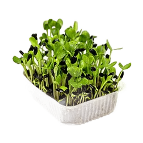 Microgreens