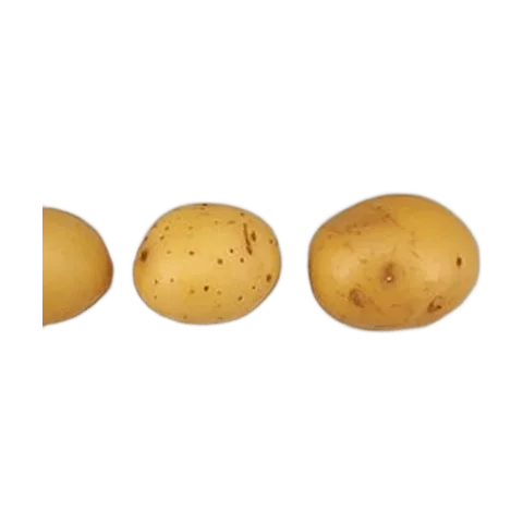 Papín